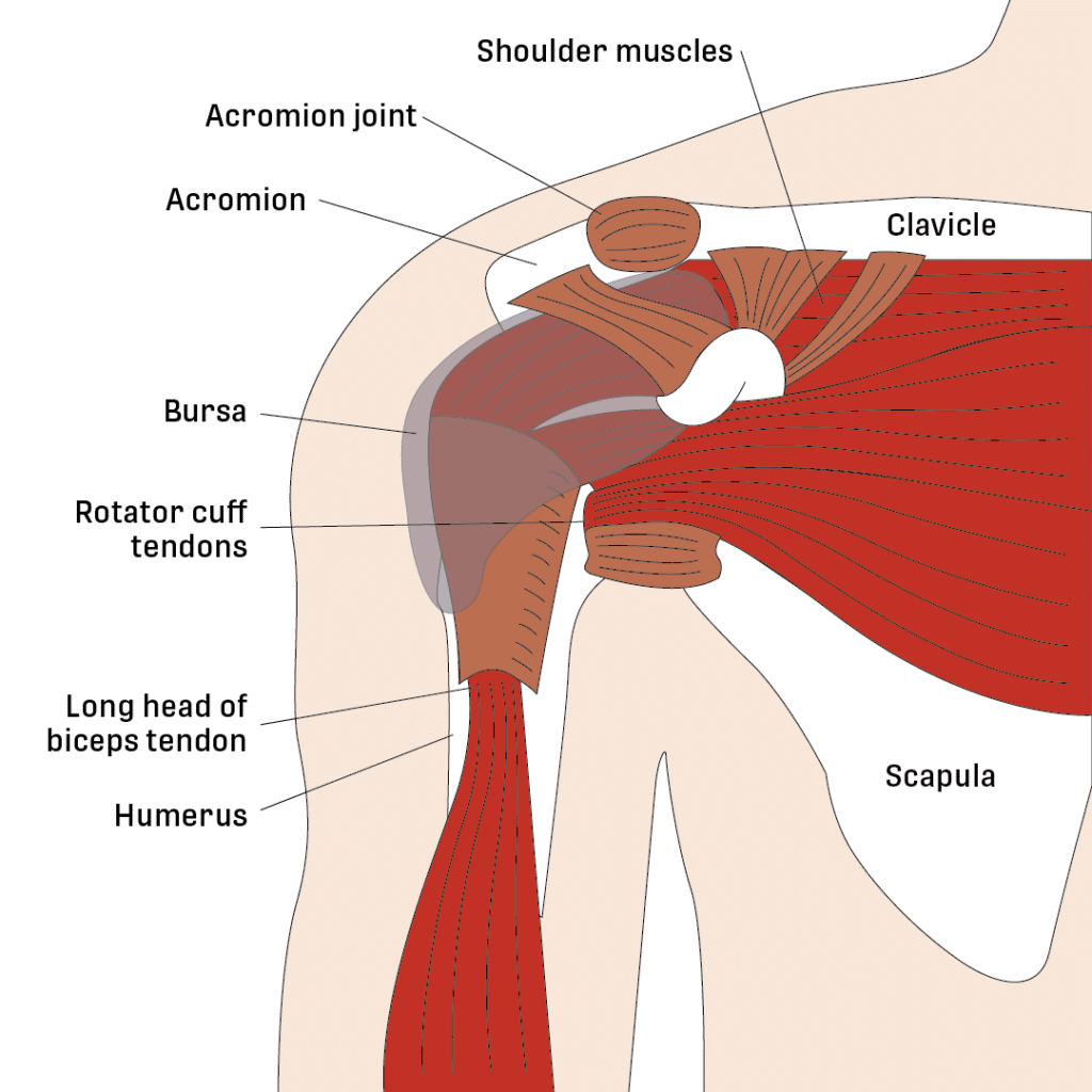 Shoulder Pain and Common Shoulder Problems - OrthoInfo - AAOS