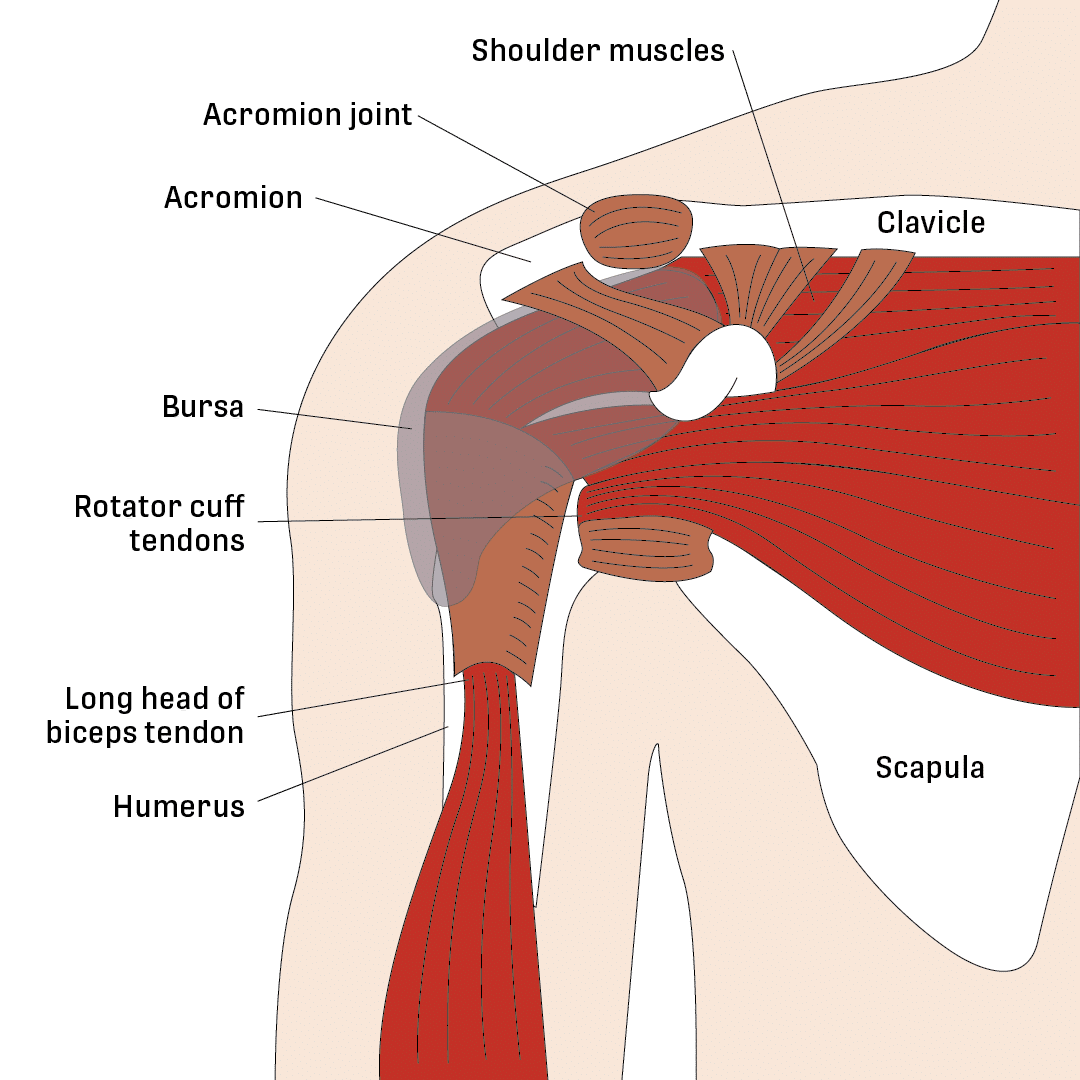 Shoulder Impingement - Nova Physiotherapy